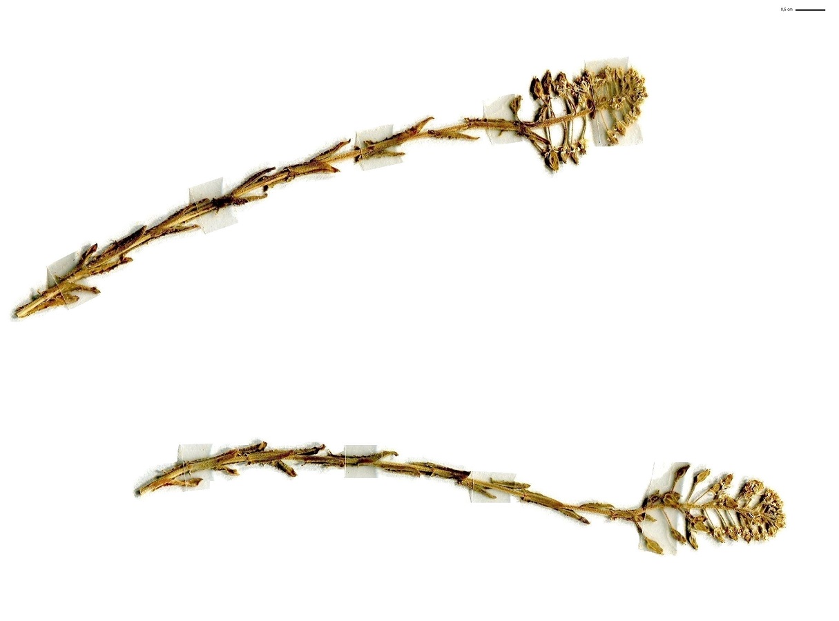 Lepidium campestre (Brassicaceae)